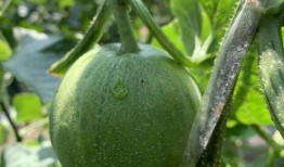 霸州益禾堂吃瓜视频