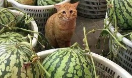 女子带货卖瓜吃瓜视频大全,女子带货吃瓜视频大盘点