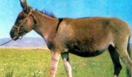 怎么看驴姐吃瓜视频,趣味横生的娱乐圈幕后故事