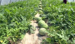 介休最近吃瓜事件视频,揭秘网络热议背后的真相