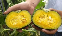 宝宝吃板栗瓜很香的视频,萌态十足，香喷喷的美食之旅