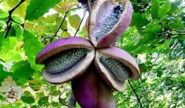 兔子吃八月瓜视频,兔子品尝八月瓜的趣味瞬间