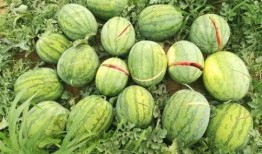 吃瓜吐糟类视频素材,笑料百出，槽点满满！