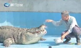 吃瓜鳄鱼的视频,揭秘神秘生物的趣味日常