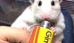 蛇宝宝直播吃瓜视频大全,萌态十足引网友热议