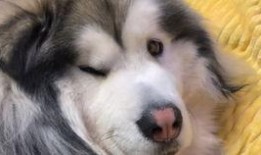 柯基可以吃洋瓜吗视频