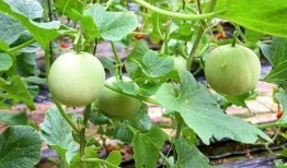 陕西吃瓜视频,揭秘地道美食背后的故事