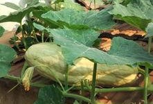 吃瓜有毒的视频大全,揭秘网络谣言背后的真相