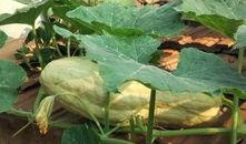 吃瓜有毒的视频大全,揭秘网络谣言背后的真相