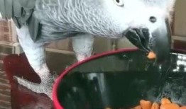 带你吃瓜搞笑视频鹦鹉,带你笑翻“吃瓜”搞笑视频