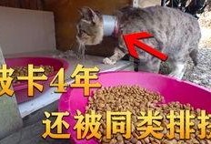 兰陵吃瓜视频,揭秘娱乐圈幕后故事