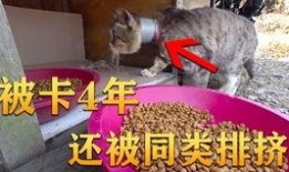 兰陵吃瓜视频,揭秘娱乐圈幕后故事