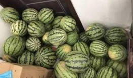 purple桐吃瓜视频,揭秘娱乐圈最新热点事件