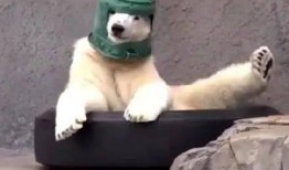 沙雕家族吃瓜视频,揭秘娱乐圈幕后风云