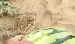 刺猬吃瓜的视频大全,萌态百出视频大全