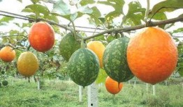 吊瓜可以过夜吃不吃吗视频,揭秘夜间食用真相