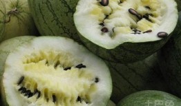 吃籽瓜搞笑视频,搞笑视频带你领略夏日清凉