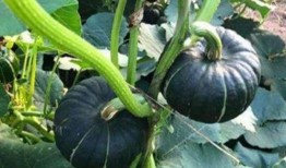 大壮子吃小瓜视频,大壮子与小瓜的欢乐食趣之旅