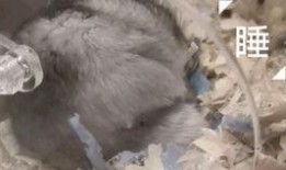 吃瓜群众打鼠视频播放,一场趣味横生的网络狂欢