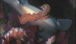 章鱼吃瓜视频在线观看,一场奇妙的海洋美食盛宴