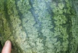 吃沙瓜的视频在线观看,在线观看沙瓜视频，感受夏日清凉