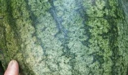 吃沙瓜的视频在线观看,在线观看沙瓜视频，感受夏日清凉