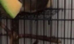 野鸟吃哈密瓜视频下载,自然奇观视频下载