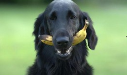 狗狗吃蓝瓜视频大全播放,视频大全播放量爆表！