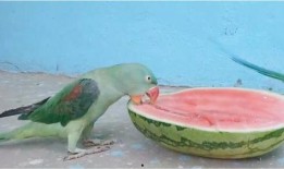 带你吃瓜搞笑视频鹦鹉,带你笑翻“吃瓜”搞笑视频