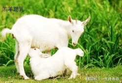 晴天小羊吃瓜完整视频播放,欢乐田园生活大揭秘