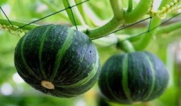 介休最近吃瓜事件视频,揭秘网络热议背后的真相