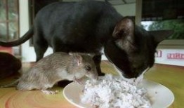 吃瓜群众打鼠视频播放,一场趣味横生的网络狂欢