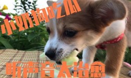 小狗吃小瓜视频播放下载,视频播放下载火爆全网