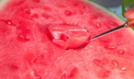 吃瓜磨破上颚正常吗视频,揭秘日常饮食中的意外伤害