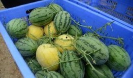 郑州八卦群吃瓜视频最新,吃瓜视频揭露惊人内幕