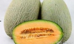 燕子吃哈密瓜视频大全集,趣味视频大盘点