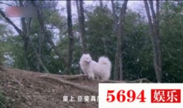 喂狗吃瓜群众视频真实,引发网友热议