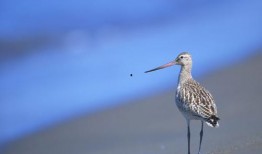 野鸟吃哈密瓜视频下载,自然奇观视频下载