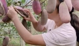 兔子吃八月瓜视频,兔子品尝八月瓜的趣味瞬间