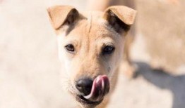 狗狗吃蓝瓜视频大全播放,视频大全播放量爆表！