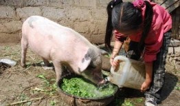给猪吃瓜会生病吗视频,了解瓜类对猪的影响