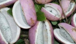 小伙吃八月瓜的搞笑视频,小伙搞笑吃瓜，笑料百出！