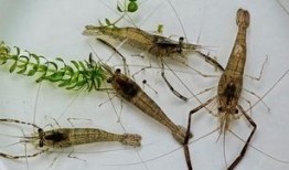 小呆瓜吃红魔虾寄生虫视频,揭秘寄生虫真相